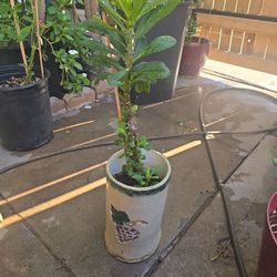 Crown of Thorns (Natural Plant)