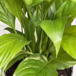 Peace Lily In 6 Inches Pot