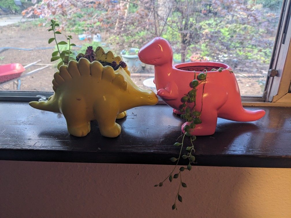 Indoor Succulents