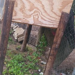 Chicken Coop 