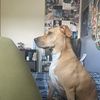 Brisa