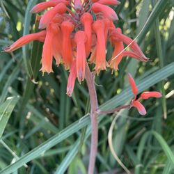 Succulent Aloe Vera With Flower.