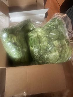 FREE Fresh RABBIT FOOD..