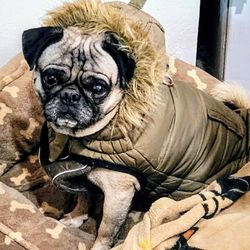 GF Pet Authentic • Pet Urban Dog Parka / Khaki Fits : Mid -Size Dogs Such As Adult Pug / Terrier Type  • Measurements Show In Photos. 

