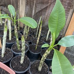 HERMOSAS PLANTAS NATURALES “HAWAIANA PLANT “