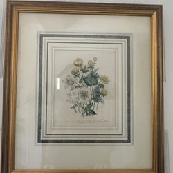 Professionally Framed Vintage Botanical Print