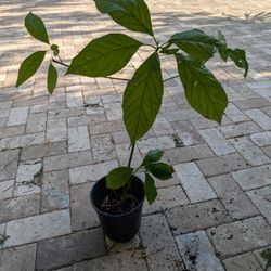 Double Avocado Plant