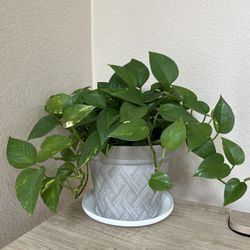 Green Indoor Plant Vine 