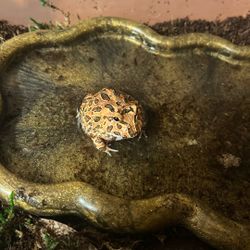 PacMan Frog (Cinnamon Blaze)