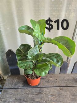 Fiddle leaf fig tree