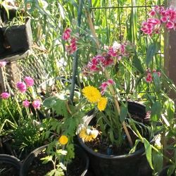 Huge Plant Sale 3$ And Up