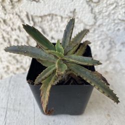 2 Inch Pot Succulent Plant - Mother Of Millions - Kalanchoe Daigremontiana - Stablished Plant - Drought Resistant -🪴 Perfect Baby Wedding Shower Favo