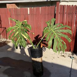 Giant Thai Constellation Monstera Thai Con