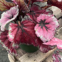 Begonia Kotobuki - 1 Gallon For $10