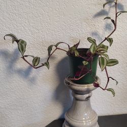 Beautiful Inch Plant 