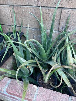 aloe plants