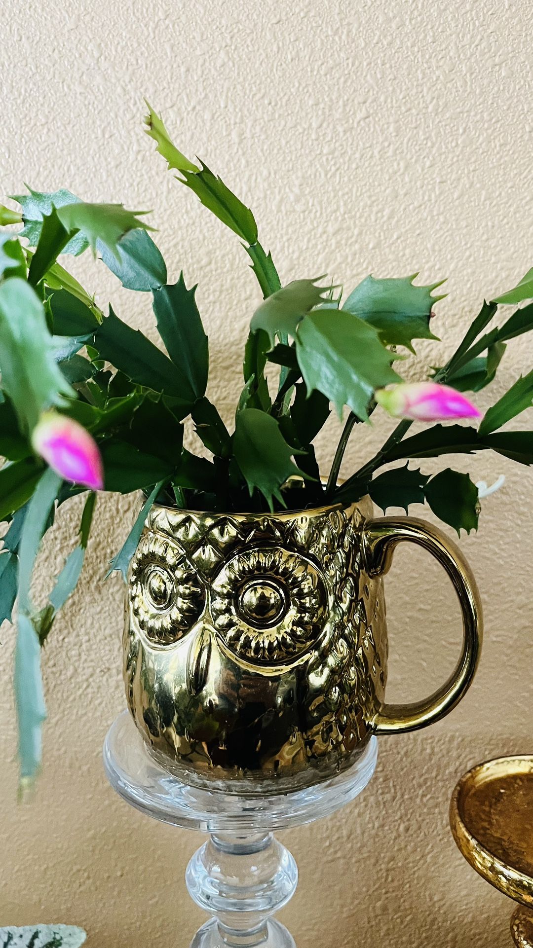 Beautiful Fuschia Christmas Cactus