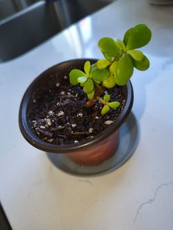 Starter Elephant Bush Succulent – Rooted Cutting in Fresh Soil