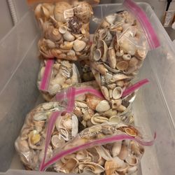 Seashells..crafts..wedding..christmas in july
