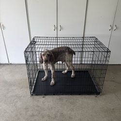 Dog crate
