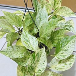 Snow Queen Pothos Plants