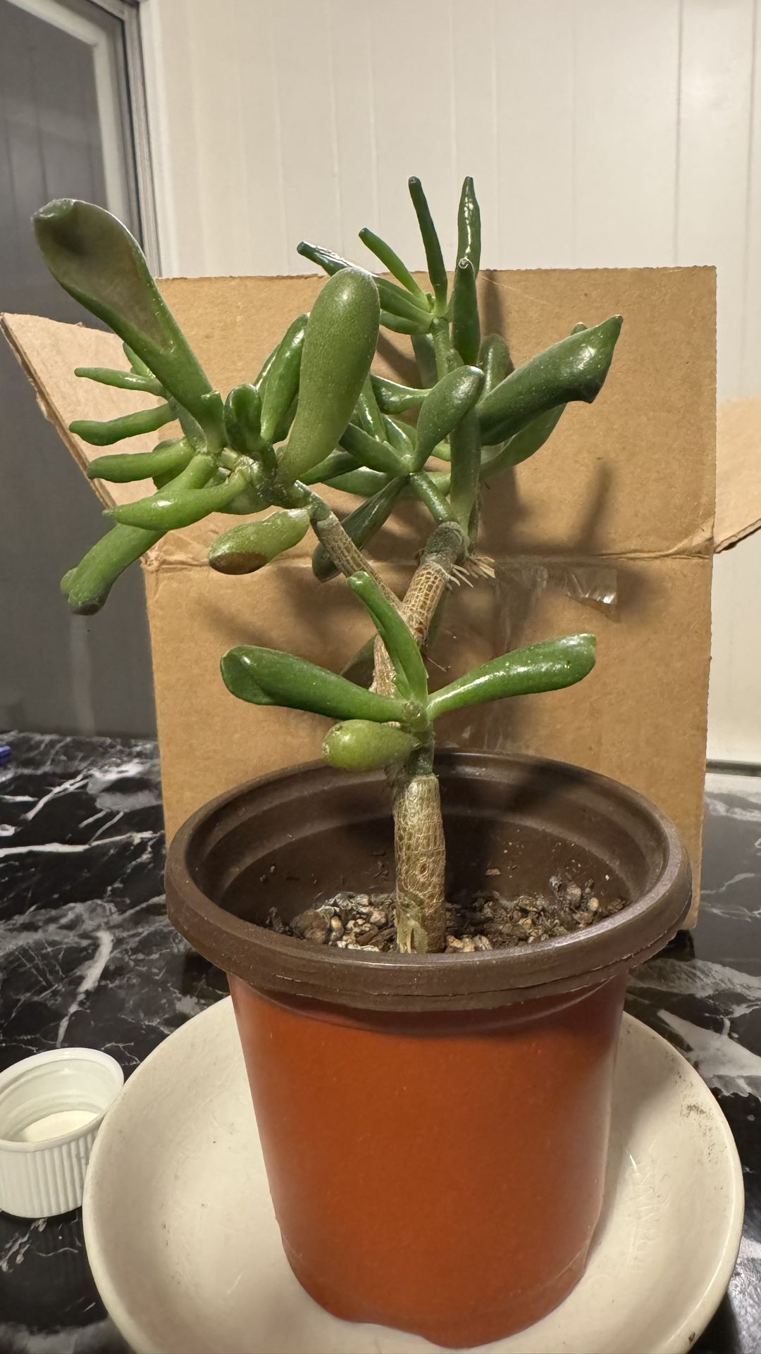 crassula ovata gollum plant