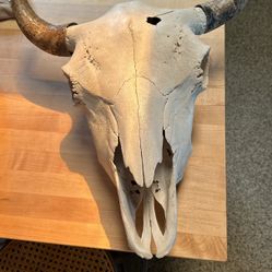Bison Skull 