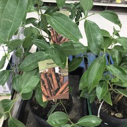 Cinnamon Live Tree 4 Gallon Rare