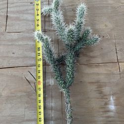 Live Jumping Cholla Cactus Cutting – 22” Long Segment – Rootable Desert Garden Plant