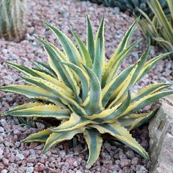 1 Gallon Agave Cornelius For $4