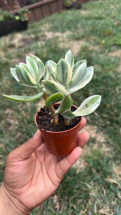 Variegated jade plant