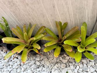 Plants in 1 gallon  containers