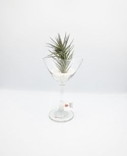 Air Plant