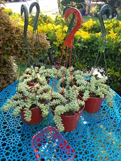 donkey tail succulent plants