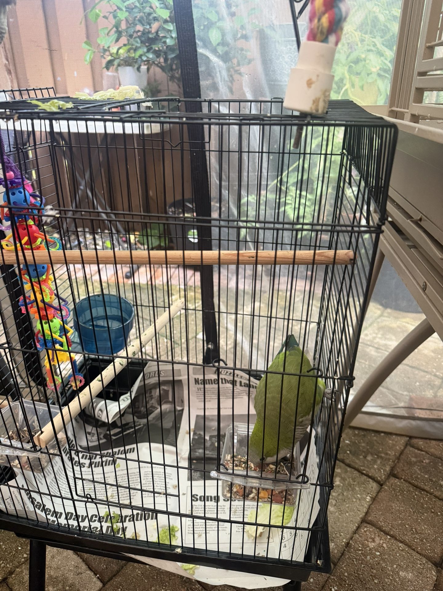 Bird Cage 