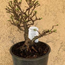 Hokkaido Elm Pre- bonsai