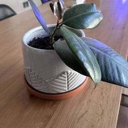 Young Rubber Tree In White Pot 