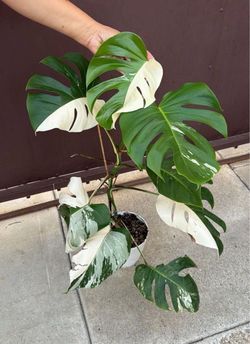 Monstera albo half moon leaves