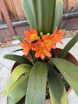 Flowering Bush Lily In 10 Gallon Pot 君子兰开花中