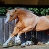 Palomino