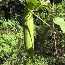 2 Luffa Mellon Seedling Plants Fully Rooted Ready To Produce 