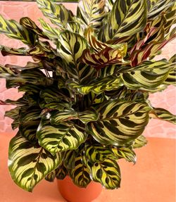 XL Peacock Calathea Plant - 8inch PET SAFE