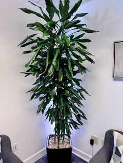German-Made Lechuza Self-Watering Planter + 8 ft Janet Craig Dracaena Tree – $450+ Retail Value