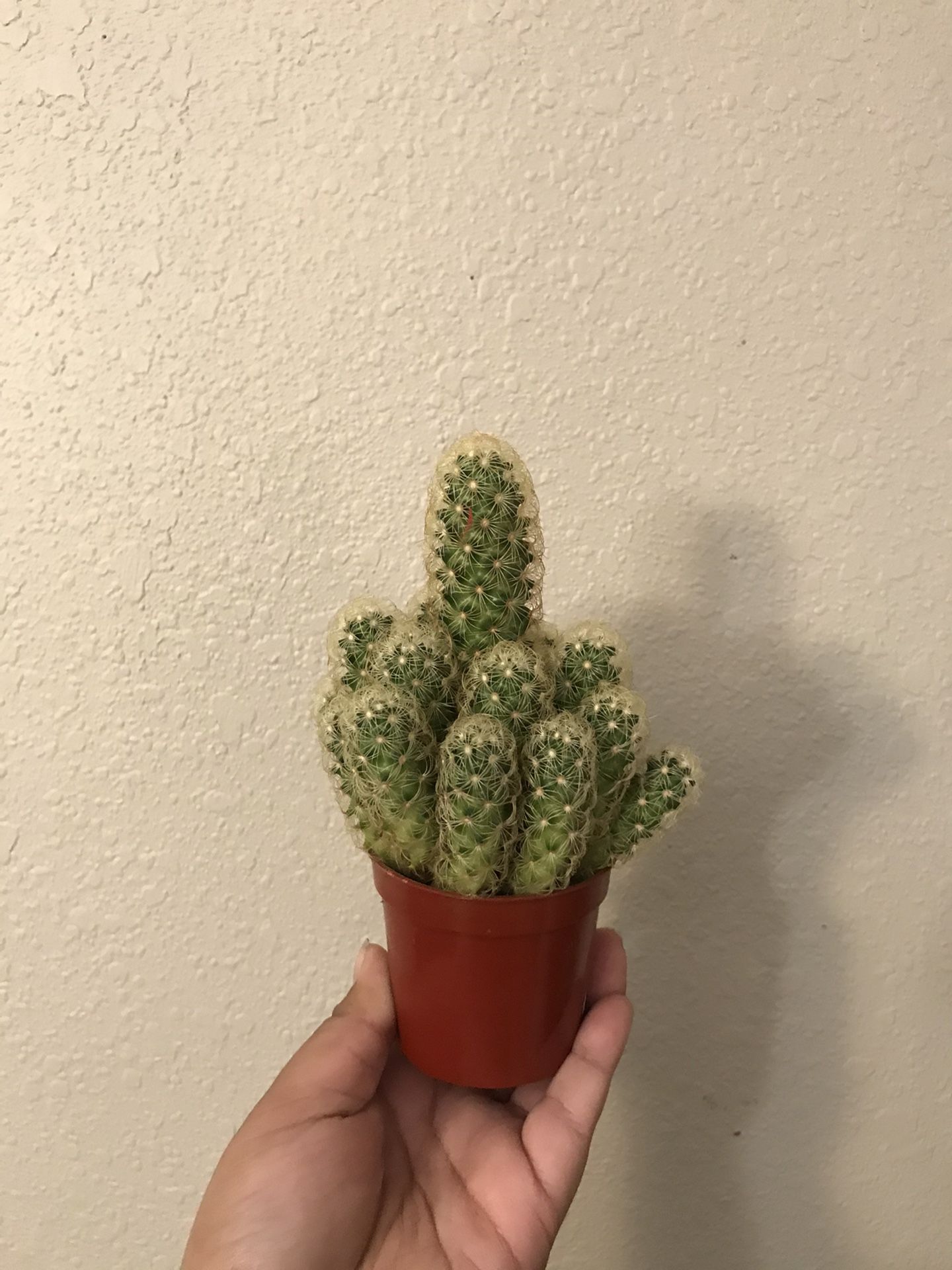 cactus plant