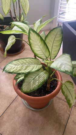 Plant