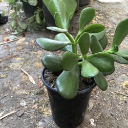 Jade