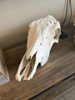 Cow Skull