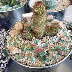 Cactus Y Succulents 
