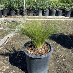 Mexican Feather Grass 