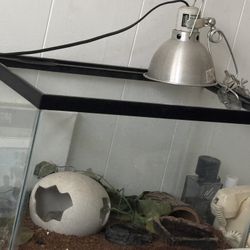 gecko tank